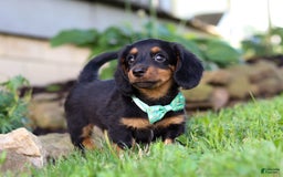 Miniature Dachshund dogs for sale: Olaf - Image 4