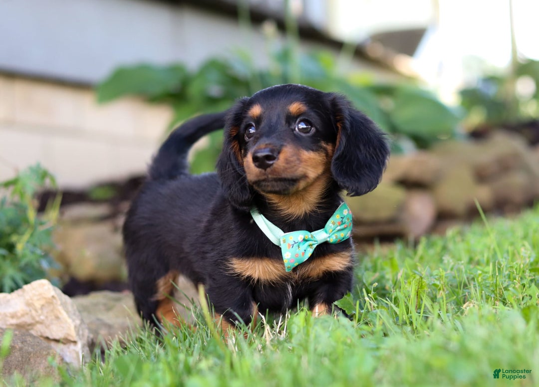 Miniature Dachshund dogs for sale: Olaf - Image 4