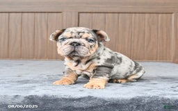 French Bulldog dogs for sale: Domino - Image 3