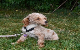 Toy Poodle dogs for sale: Sophia - Image 5