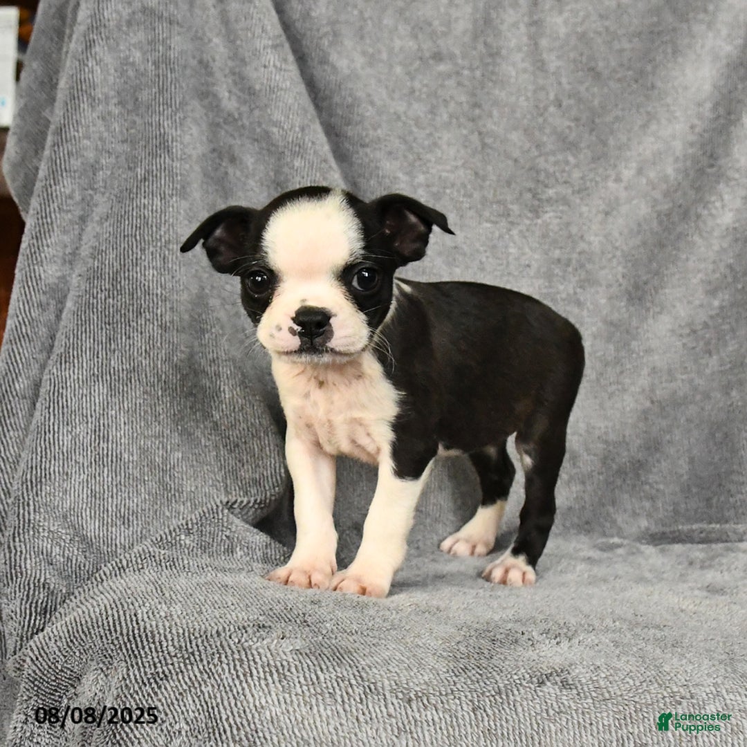 Boston Terrier dogs for sale: Lucy - Image 3