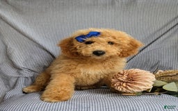 Cockapoo dogs for sale: Celeste Hypoallergenic - Image 4
