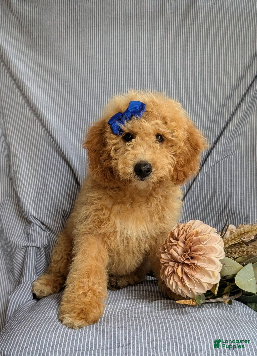 Cockapoo dogs for sale: Celeste Hypoallergenic - Image 4
