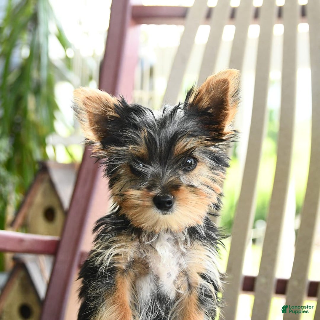 Yorkshire Terrier dogs for sale: Molly - Image 2