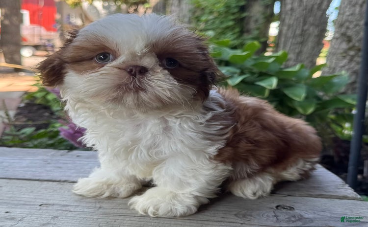 Shih Tzu dogs for sale - Ad 2