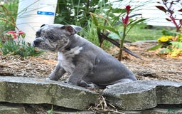 Frenchton dogs for sale: Parker - Image 6