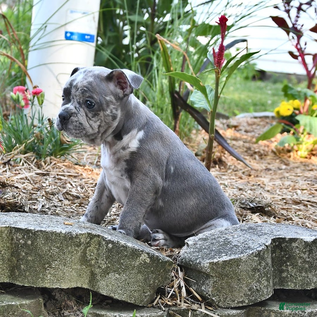 Frenchton dogs for sale: Parker - Image 6