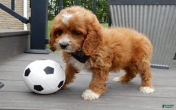 Cockapoo dogs for sale: Lenny - Image 4