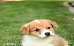 Welsh Corgi Pembroke dogs for sale: Felix - Image 5