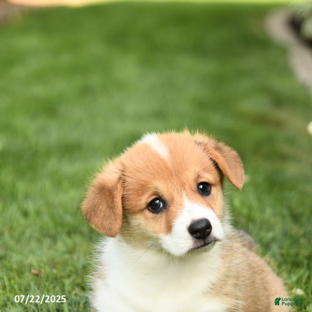 Welsh Corgi Pembroke dogs for sale: Felix - Image 5
