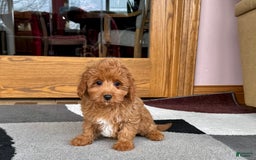 Cockapoo dogs for sale: Leona F1b - Image 4