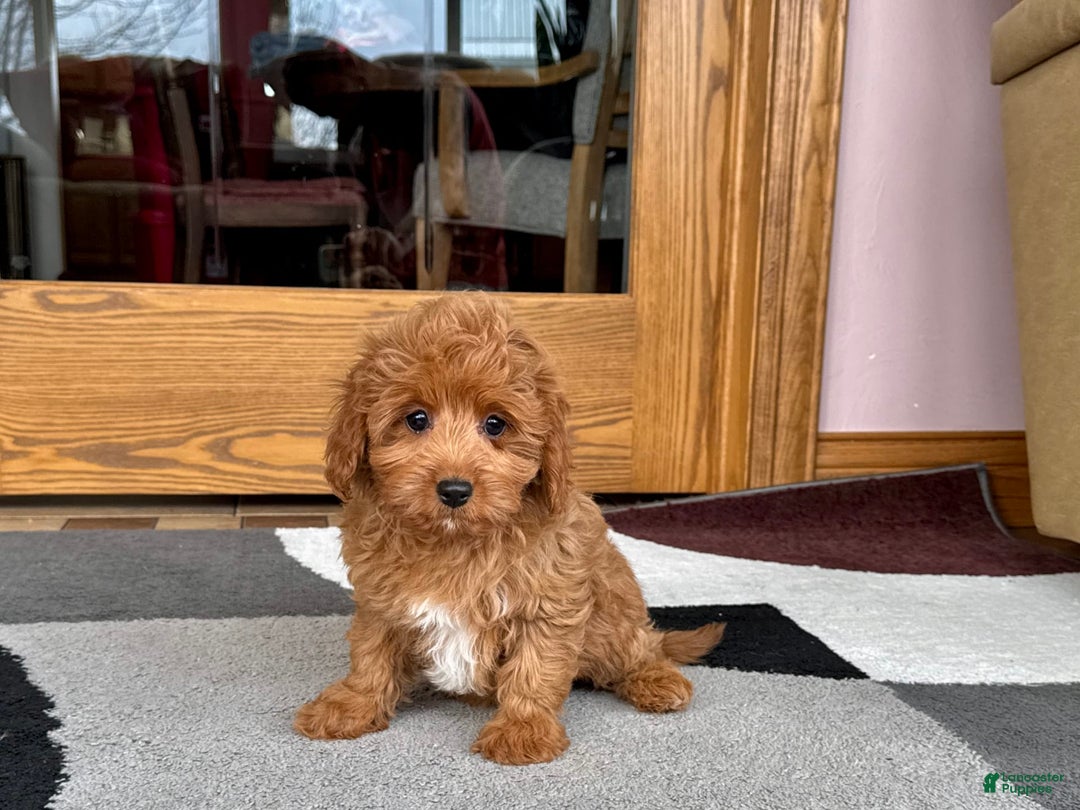 Cockapoo dogs for sale: Leona F1b - Image 4