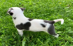 Chihuahua dogs for sale: Lucas - Image 4