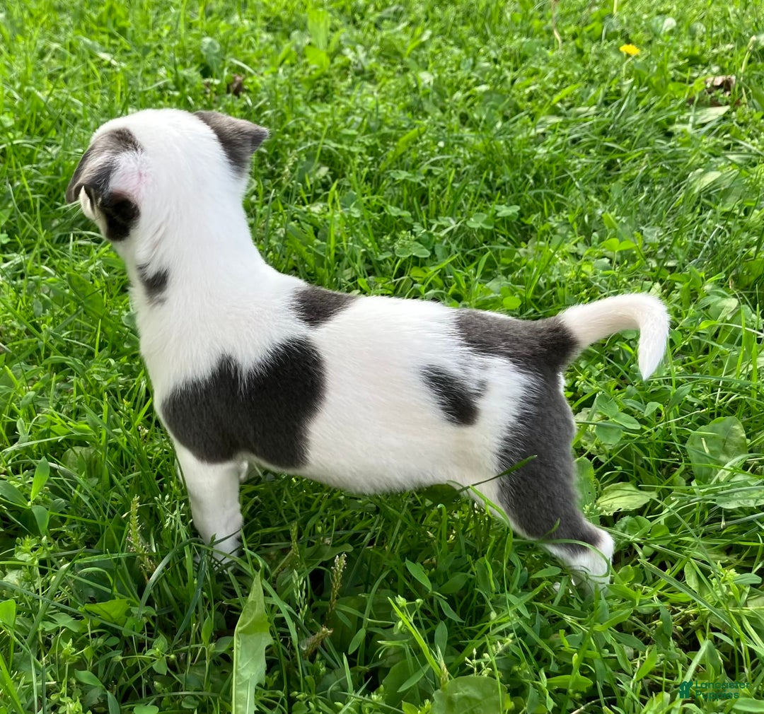 Chihuahua dogs for sale: Lucas - Image 4