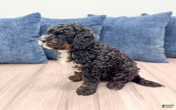 Mini Bernedoodle dogs for sale: Diego - Image 4