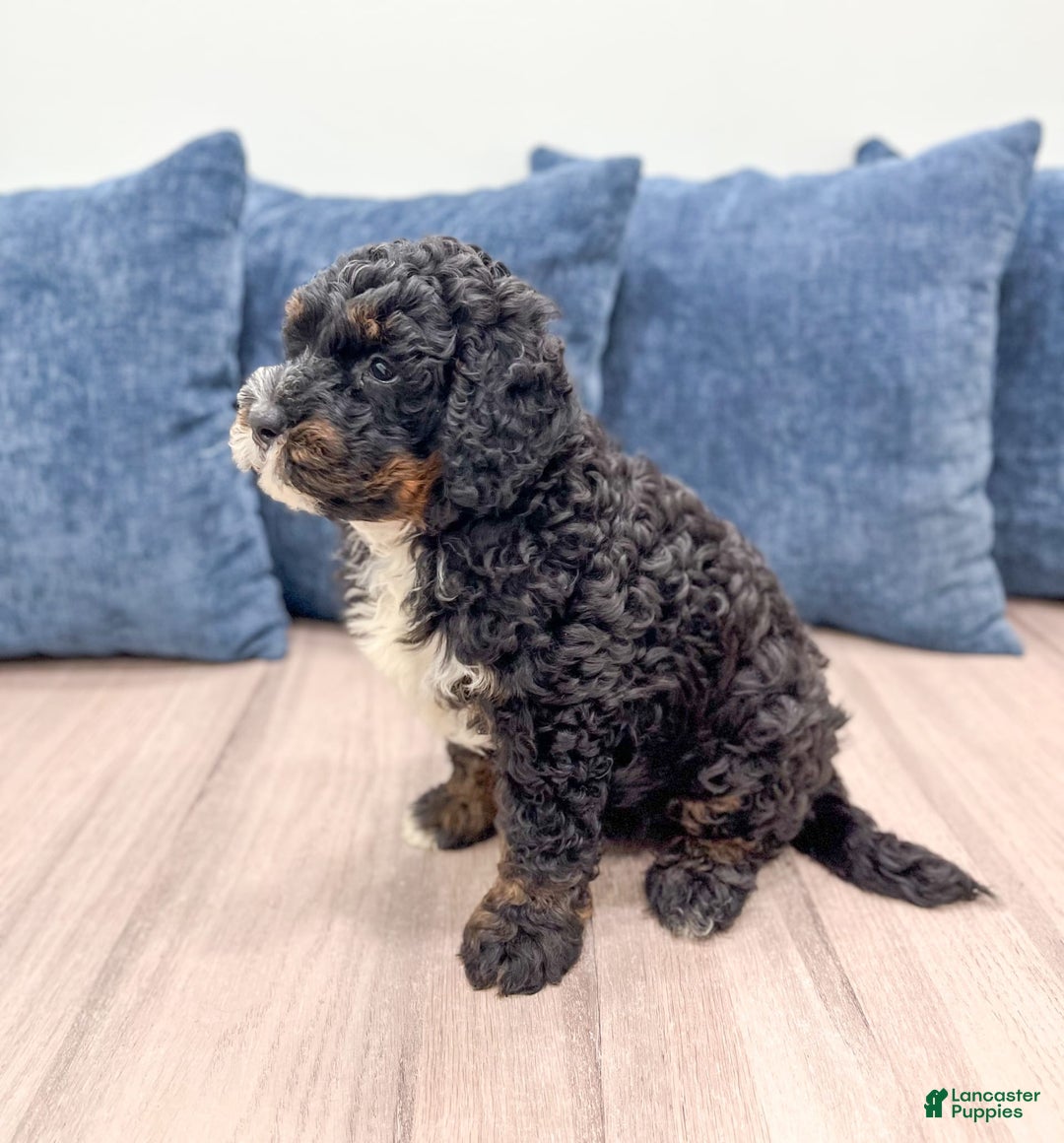 Mini Bernedoodle dogs for sale: Diego - Image 4