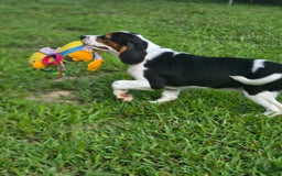 Beaglier dogs for sale: Benny - Image 8