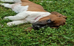 Basset Hound dogs for sale: Honey - Image 4