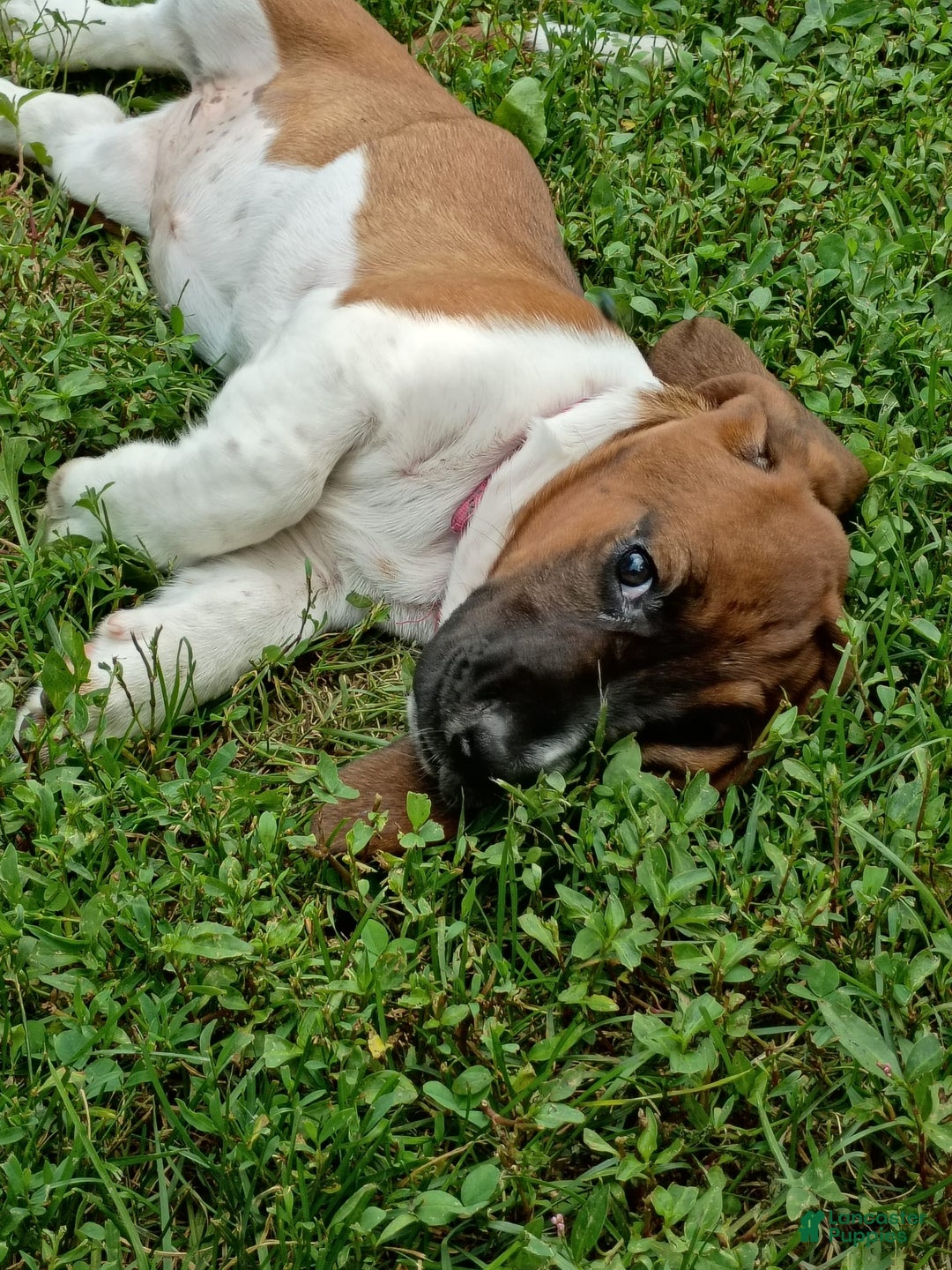 Basset Hound dogs for sale: Honey - Image 4