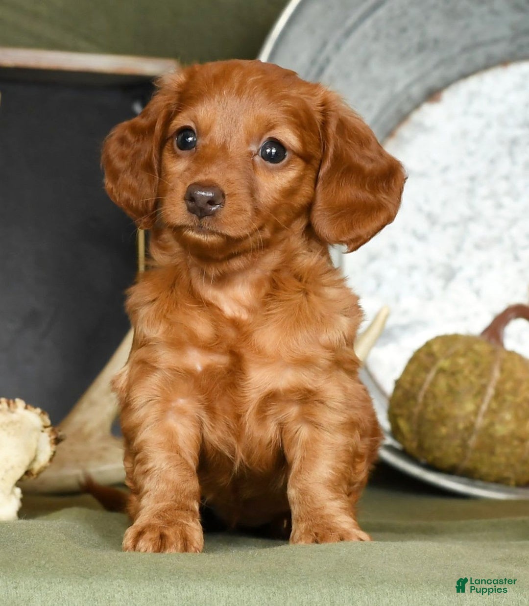 Miniature Dachshund dogs for sale: Elsa - Image 3