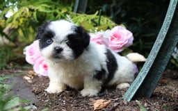 Shih Tzu dogs for sale: Anna - Image 4