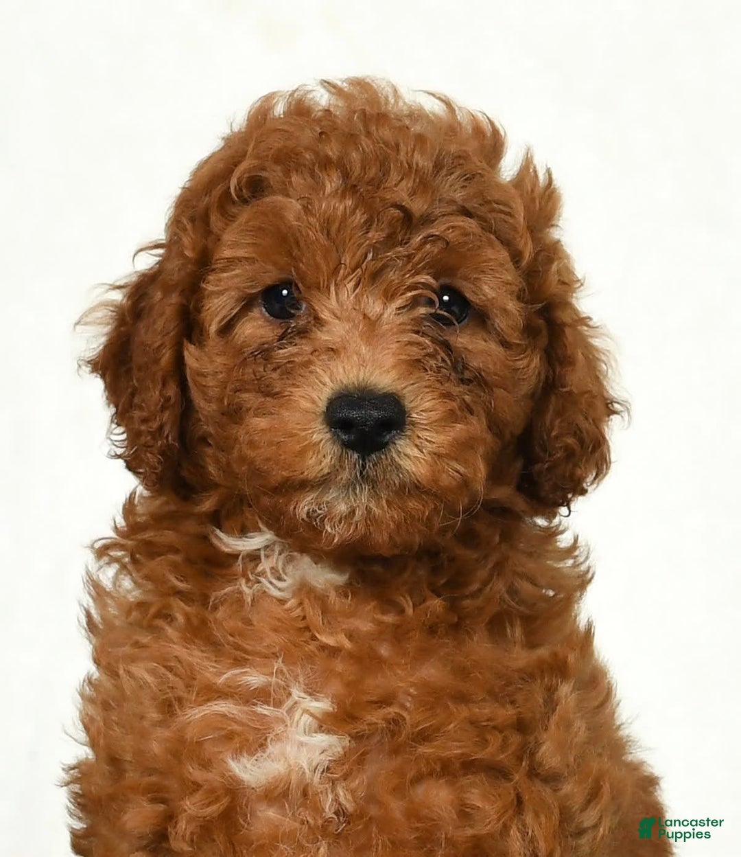 Mini Goldendoodle dogs for sale: Dixie - Image 9