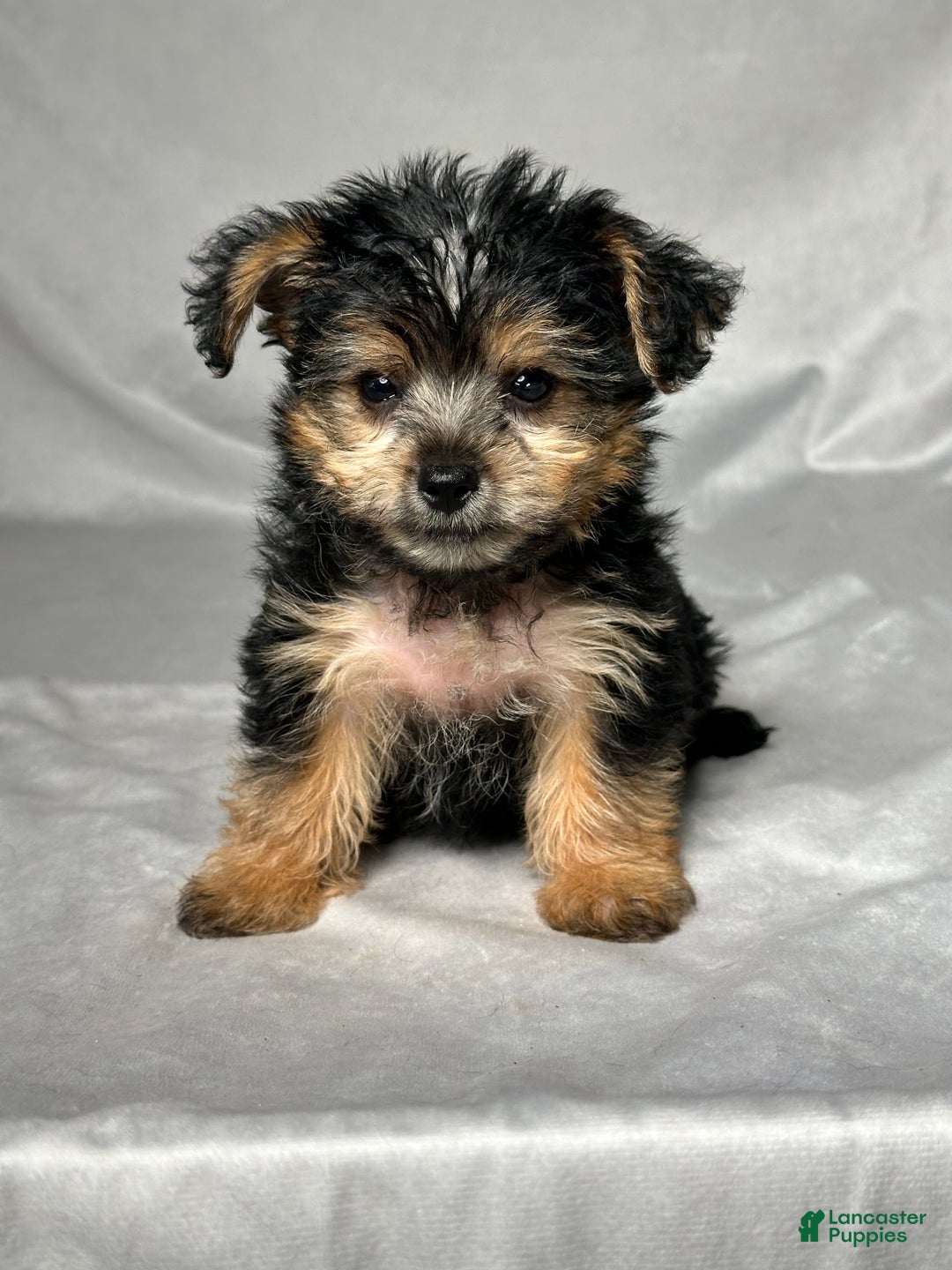 Yochon dogs for sale: Easton - Image 1