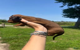 Dachshund dogs for sale: Benny - Image 5