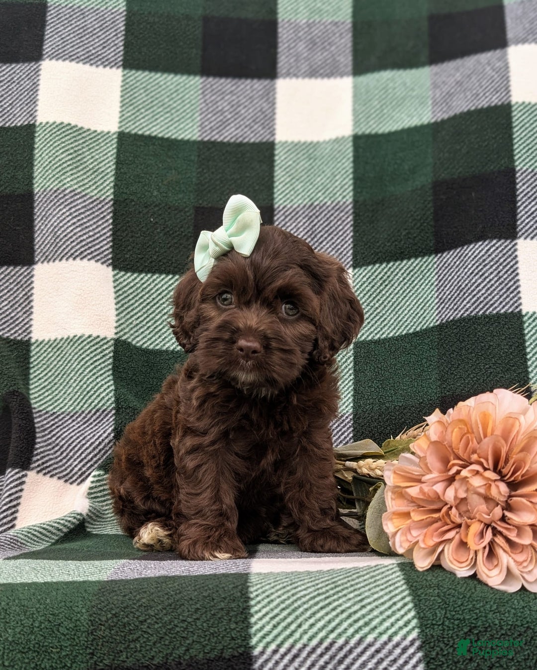 Cockapoo dogs for sale: Kylee - Image 3