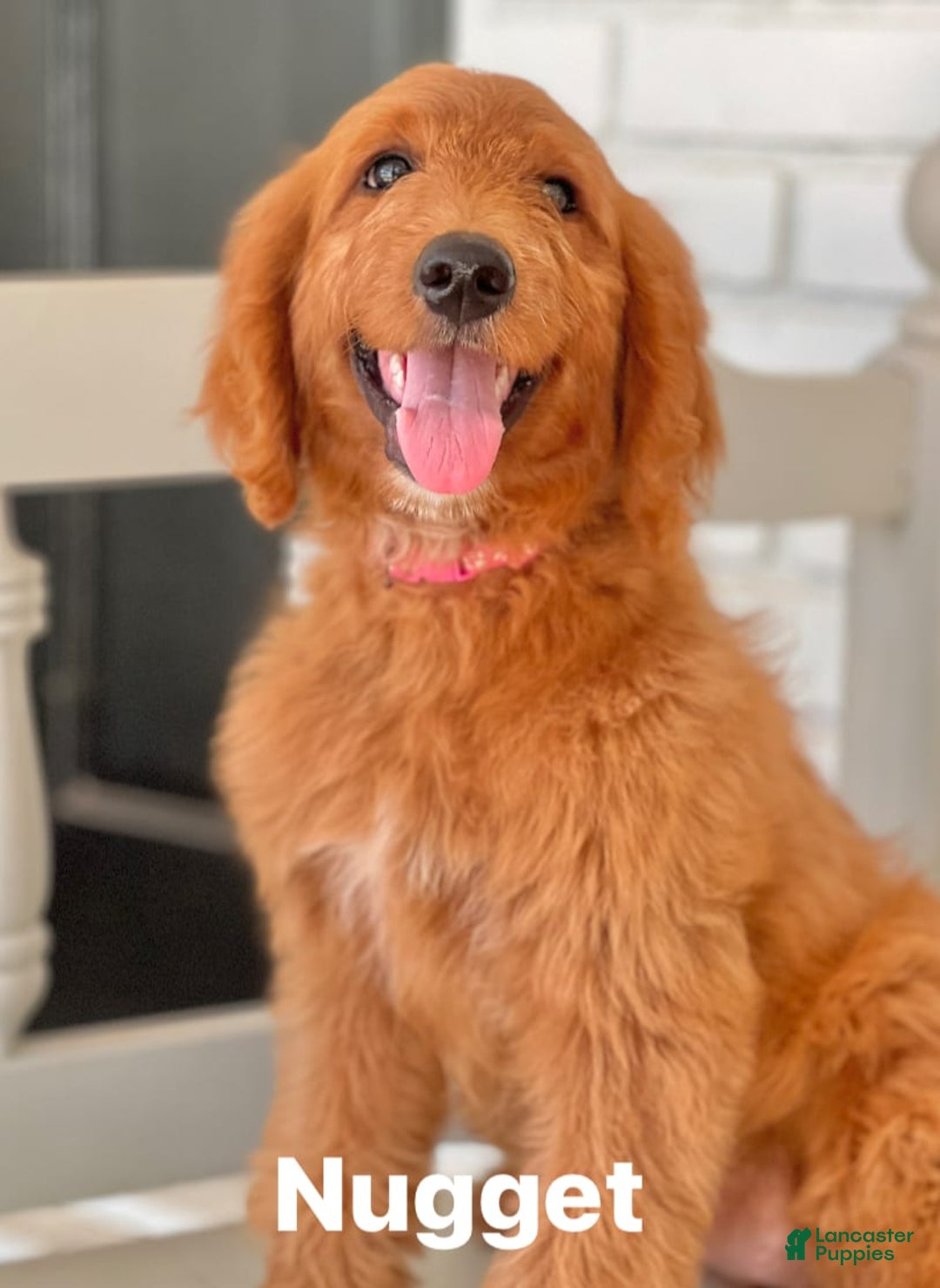 Goldendoodle dogs for sale: Nugget - Image 19