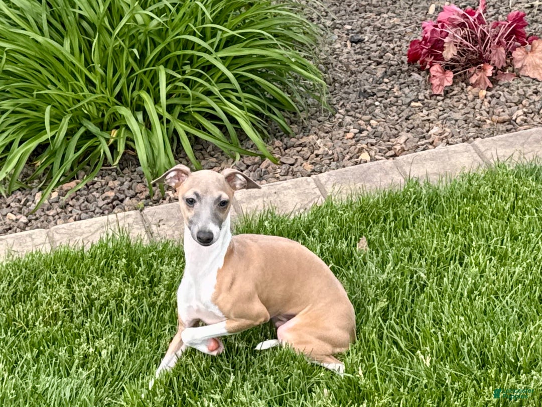 Italian Greyhound dogs for sale: Gerald - Image 11