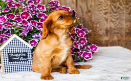 Cavalier King Charles Spaniel dogs for sale: Keegan - Image 4