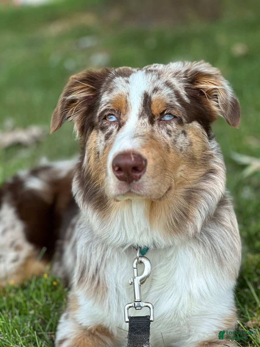 Australian Shepherd dogs for sale: Fritz Donegal - Image 1