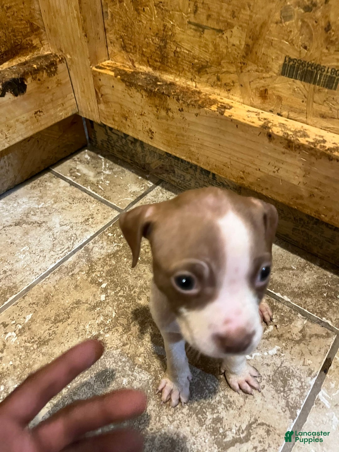 American Staffordshire Terrier dogs for sale: Cinnamon - Image 1
