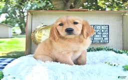 Golden Retriever dogs for sale: Andy - Image 6