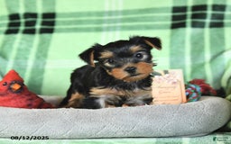 Yorkshire Terrier dogs for sale: Lulu - Image 4