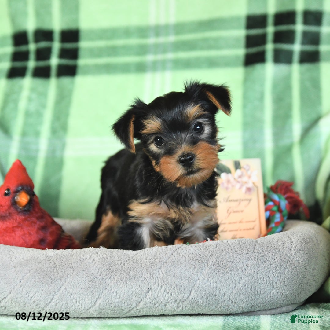 Yorkshire Terrier dogs for sale: Lulu - Image 4