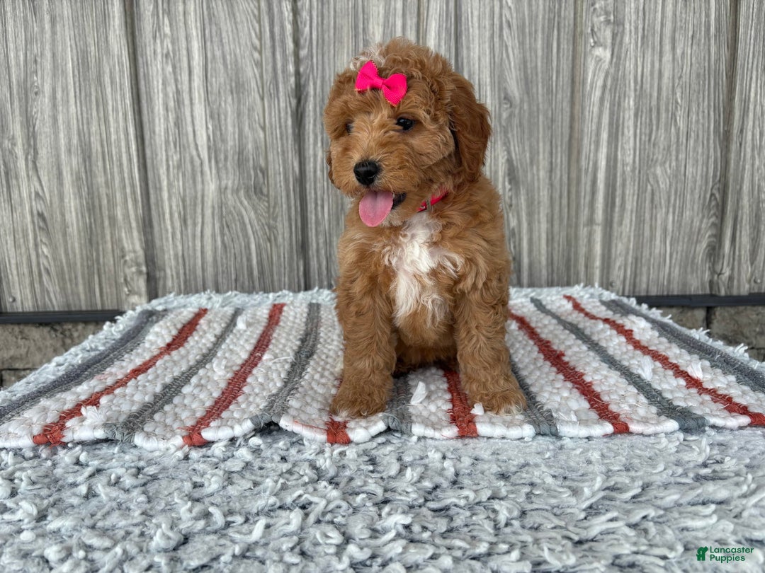 Mini Goldendoodle dogs for sale: Daisy - Image 7