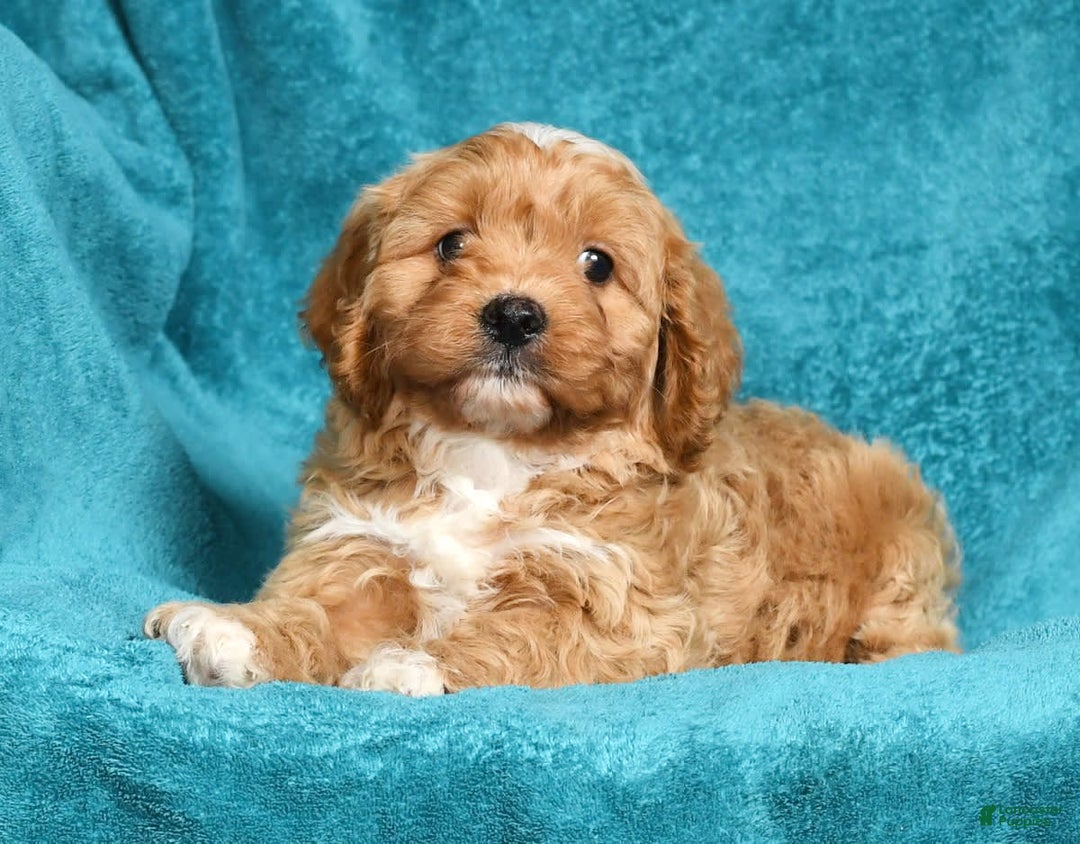 Cavapoo dogs for sale: Mighty - Image 2