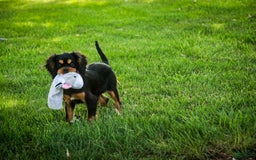 Cavalier King Charles Spaniel dogs for sale: Pluto - Image 8