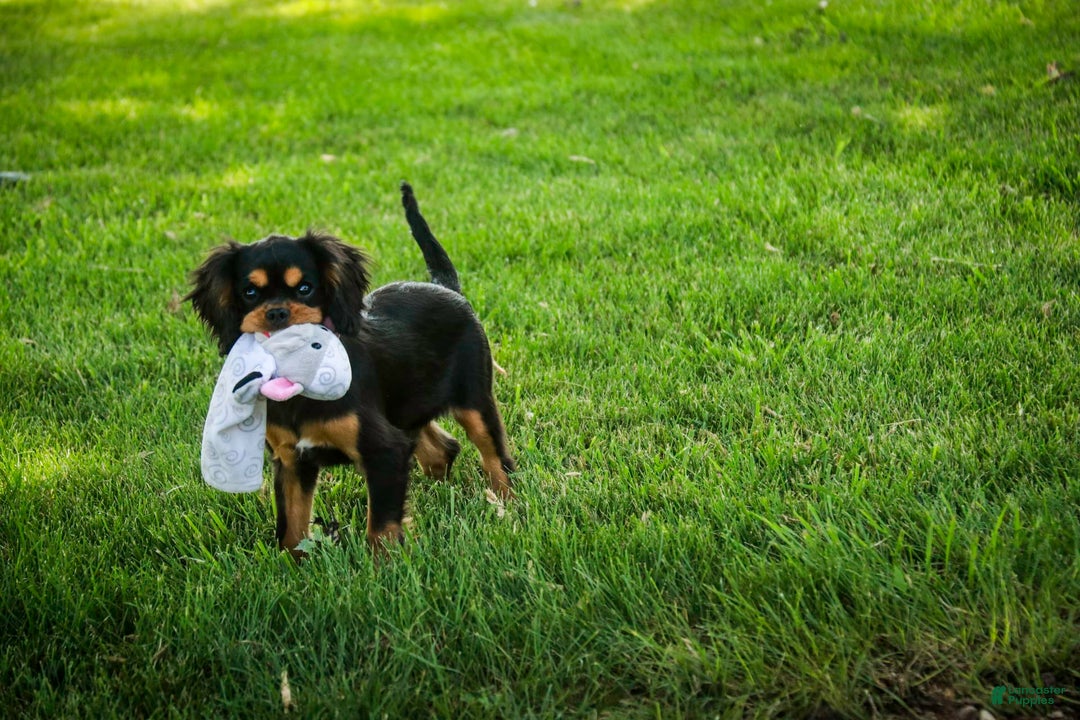 Cavalier King Charles Spaniel dogs for sale: Pluto - Image 8