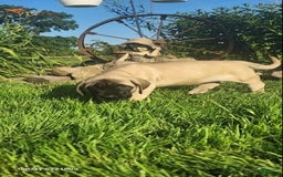English Mastiff dogs for sale: Peanut - Image 11