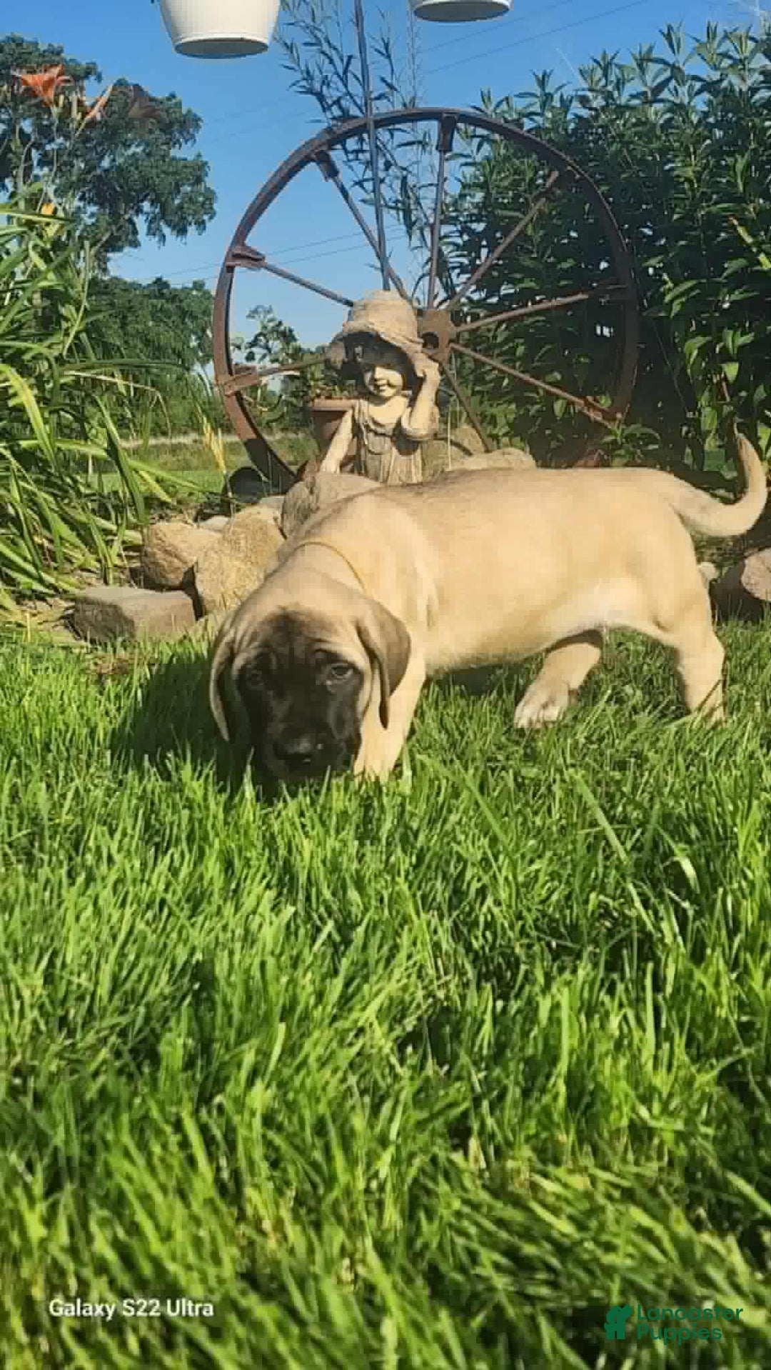 English Mastiff dogs for sale: Peanut - Image 11