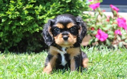 Cavalier King Charles Spaniel dogs for sale: Rex - Image 4