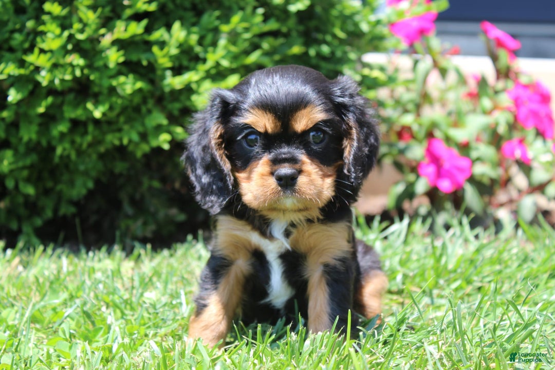 Cavalier King Charles Spaniel dogs for sale: Rex - Image 4