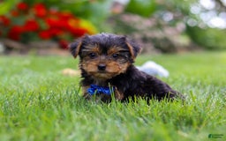 Yorkshire Terrier dogs for sale: Theodore - Image 9