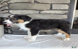 Australian Shepherd dogs for sale: Chloe - Image 5