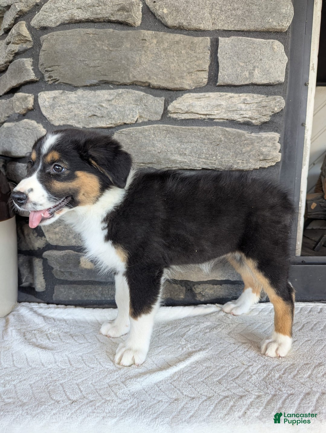 Australian Shepherd dogs for sale: Chloe - Image 5