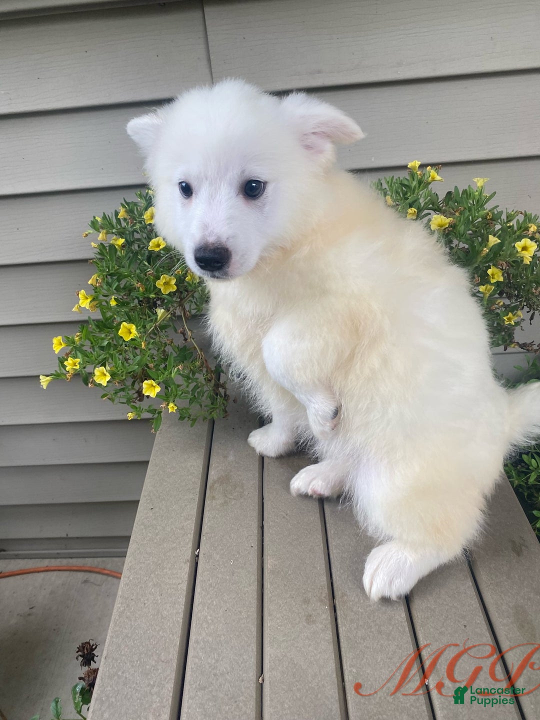 American Eskimo dogs for sale: Spencer - Image 6