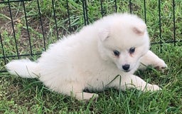Alaskan Klee Kai dogs for sale: Snowy Boy Titan - Image 1